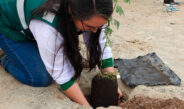 ​ICA: SERFOR IMPULSA FORESTERÍA URBANA CON LA PLANTACIÓN DE MÁS DE 200 HUARANGOS EN PARCONA