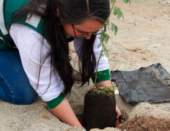 ​ICA: SERFOR IMPULSA FORESTERÍA URBANA CON LA PLANTACIÓN DE MÁS DE 200 HUARANGOS EN PARCONA