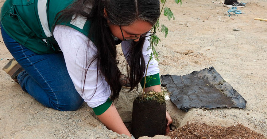 ​ICA: SERFOR IMPULSA FORESTERÍA URBANA CON LA PLANTACIÓN DE MÁS DE 200 HUARANGOS EN PARCONA